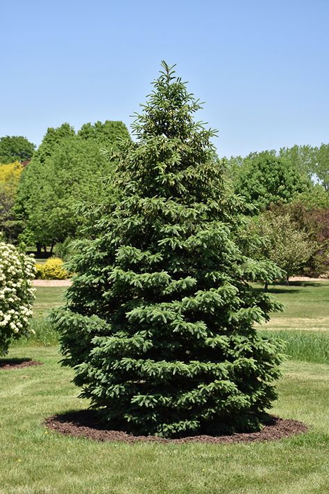 Black Hills Spruce Tree, Black Hills Spruce, Scots Pine Tree, Lodgepole Pine Tree, Cupressina Norway Spruce, Evergreen Landscaping, Pine Tree Varieties, Picea Glauca, Tree Types