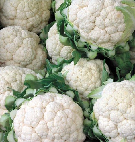 Cauliflower Aesthetic, Cauliflower Photography, Cauliflower Raw, How To Grow Cauliflower, Grow Cauliflower, Growing Cauliflower, Cabbage Cauliflower, Growing Cabbage, Cauliflowers