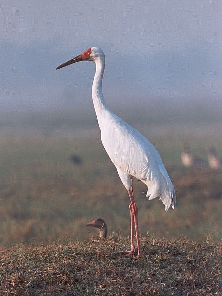 Siberian Crane Birds, Film Lookbook, Siberian Crane, Crane Flying, Sarus Crane, Bird Paradise, Crane Fly, White Crane, Crane Bird