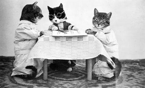 Three Cats Sitting at a Table    SHSND Collection # 10200-0016 Cat Washing, Sitting At Table, Cute Cat Stuff, Cats Sitting, Cat Crazy, Vintage Cats, Wash Tubs, Cat Stories, Three Cats