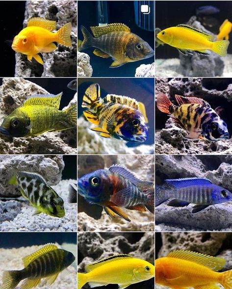 African Cichlid Aquarium, Victoria Lake, Cichlid Aquarium, Butterfly Koi, Cichlid Fish, Lake Tanganyika, Tropical Fish Aquarium, African Cichlids, Freshwater Aquarium Fish