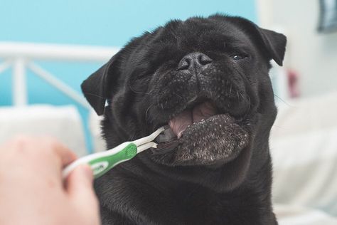 Did you know..... Over 80% of dogs have some level of dental disease by the time they are just 3 years old?!?! Know the signs that your pug may have a dental problem. If your pug has a smelly breath it's time to have a dental check up at the vets. #pugwellnesswednesday #thepugdiary Pet Dental Month, Pet Dental Health Month, Happy Pug, Pug Photos, Black Pug Puppies, Dental Health Month, Dog Teeth Cleaning, Health Wellbeing, Pug Puppies