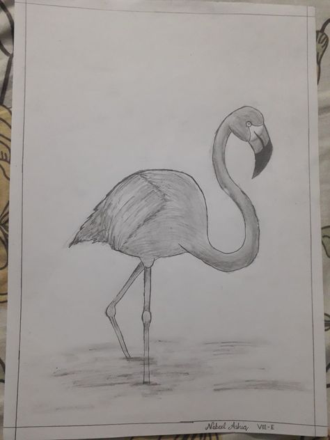 Flamingo Drawing, Drawing Shading, Flamingo Art, Pencil Drawing, Art Drawing, Pencil Drawings, Flamingo, Art Drawings, Arts And Crafts