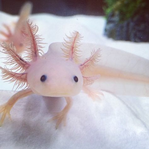 •✧ want to see more pins like this? then follow pinterest: @morgangretaaa  + follow my insta @morgangretaaa ✧• Axolotl Tank, Axolotl Cute, Tattoo Nature, Animals Tattoo, Wallpaper Aesthetics, Fish Ocean, Cute Reptiles, Ocean Water, Reptiles And Amphibians