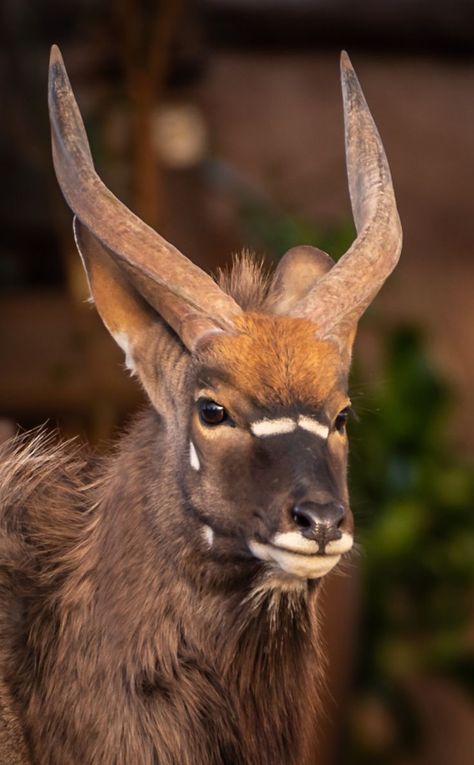 Portrait picture of a nyala antelope. #Animals #CuteAnimals #Wildlife #AnimalPictures Nyala Antelope, Animals Portrait, Wild Animals, Animals, White