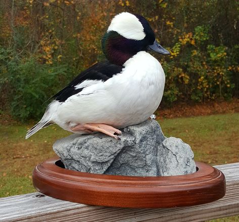 Bufflehead Bufflehead Duck Mount, Bufflehead Duck, Duck Hunting Decor, Duck Mounts, Waterfowl Taxidermy, Duck Mount, Duck Photography, Duck Ideas, Bird Taxidermy