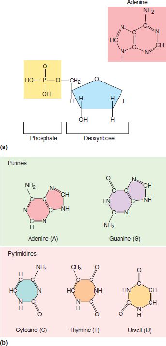 Deoxyribonucleic acid (DNA) is the hereditary matter in cells that makes up the repository for genes. DNA's structure consists of sugar, phosphate groups,and nitrogenous bases in its nucleotides. These bases are cytosine, thymine, adenine, and guanine. Cytosine and thymine are classified as pyrimidines that have a single ring. Adenine and guanine are classified as purines that have a double rings. Adenine base pairs with thymine (uracil only in RNA), and cytosine base pairs with guanine. Dna Base Pairs, Adenine Thymine Guanine Cytosine, Adenine Structure, Nucleotide Structure, Nucleic Acid Structure, Dna E Rna, Dna Drawing, Dna And Rna, Biochemistry Notes