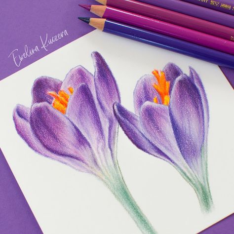 Artistic Blog - learn how to draw with colored pencils: How to draw flowers with colored pencils - a step by step tutorial Pencil Colour Painting Flowers, What To Draw Colored Pencil, Purple Colored Pencil Drawings, Colour Pencil Shading Flowers, Art Using Colored Pencils, Coloured Pencil Tutorial Step By Step, Drawings Using Colored Pencils, Flower With Pencil Colours, Color Pencil Sketch Flowers