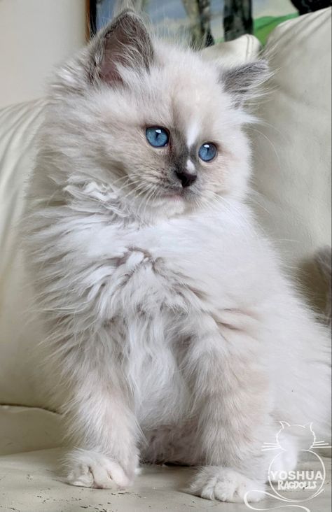 Blue Point Cat, Blue Point Ragdoll, Blue Point, Ragdoll Kitten, Cute Funny Babies, Pretty Cats, Funny Babies, Kittens Cutest, Cute Cats