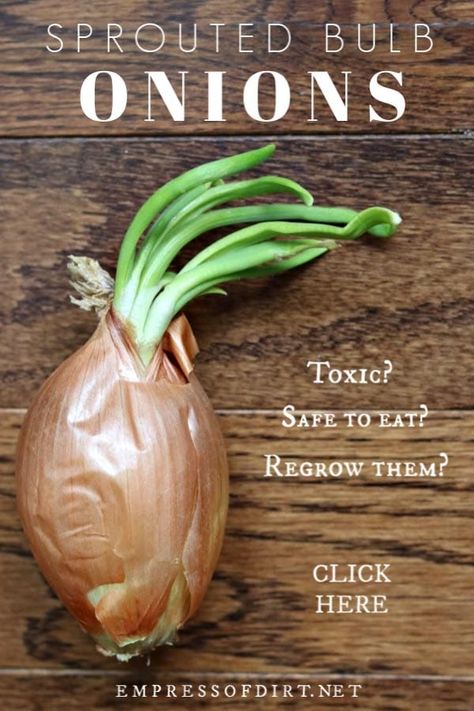 When cooking onions have sprouted, are they still safe to eat? And can you regrow them for more onions? Click to find out. #onions #regrowing #bulbs #empressofdirt Onion Sprouts, Raised Gardens, Cooking Onions, Growing Onions, Tattoo Plant, Onion Bulbs, Ginger Plant, Planting Onions, Fall Garden Vegetables