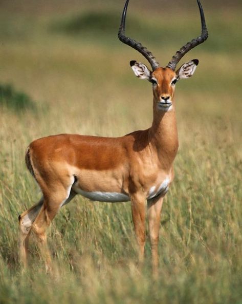 Impala Animal, South African Animals, Frans Lanting, Deer Photography, African Antelope, Masai Mara National Reserve, Africa Wildlife, Animals Amazing, Masai Mara