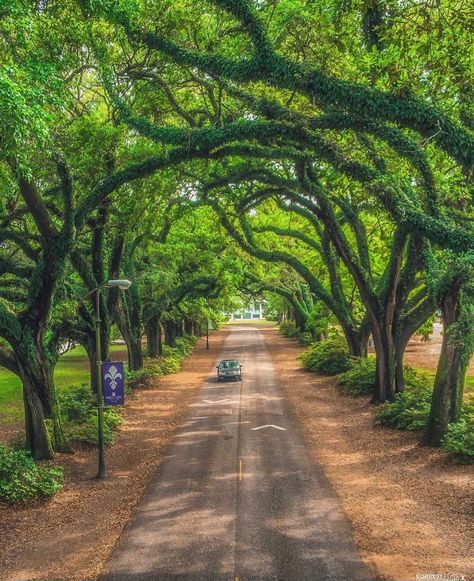 Mobile's Most Instagrammable Spots - For All Things Mobile, Eastern Shore and Gulf Coast Alabama