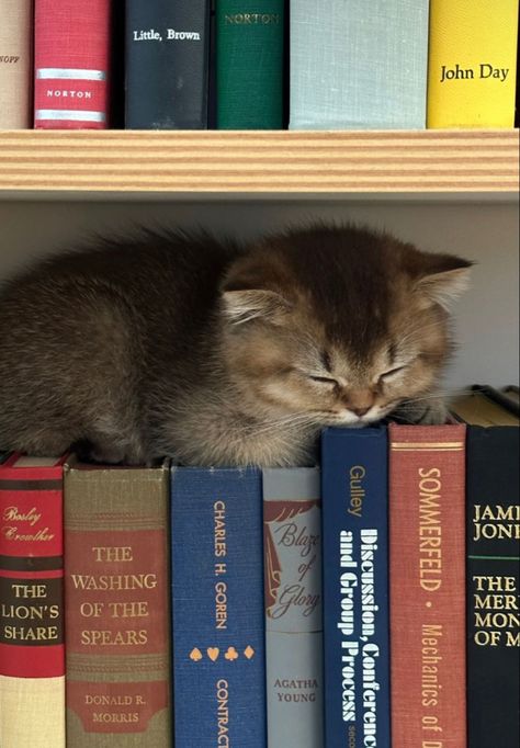 Cat Book, Book Cat Aesthetic, Cats On Books, Cats With Books Aesthetic, Cats In Library, Cats Reading Books, Cat Dark, Cat Icon, Silly Cats Pictures