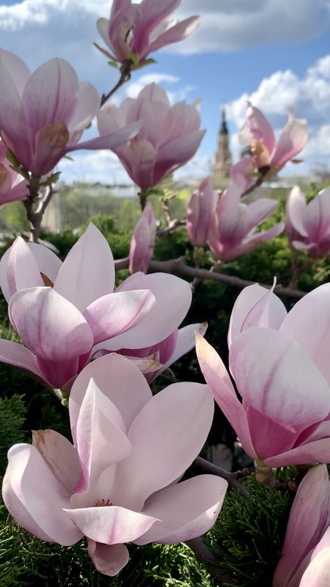 Magnolia Girl City Green Flowers Pink Wallpapers Blooms Blossom Lovely Picture Magnolia Flower Wallpaper, Magnolia Wallpaper, Book Reading Journal, Southern Magnolia, Pink Magnolia, Nothing But Flowers, Book Reading, Magnolia Flower, Reading Journal