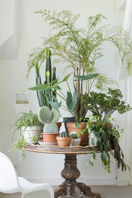 Interior Boho, نباتات منزلية, Indoor Gardens, Deco Floral, Decor Minimalist, Gotham City, Cacti And Succulents, Green Plants, Indoor Garden