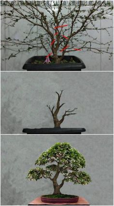 Bonsai Stock Plant, Bonsai For Beginners, Bonsai Making, Bonsai Pruning, String Garden, Pre Bonsai, Bonsai Tree Types, Bonsai Care, Bonsai Tree Care