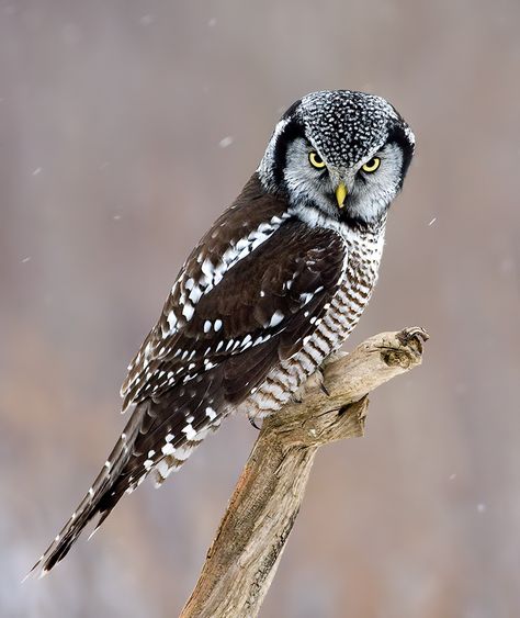 Northern Hawk Owl (Surnia ulula) - Picture 12 in Surnia: ulula - Location: Quebec, Canada. Photo by Rachel Bilodeau. Hawk Owl, Owl Photography, Owl Photos, Owl Pictures, Beautiful Owl, Owl Bird, Owl Art, Pretty Birds, Bird Photo