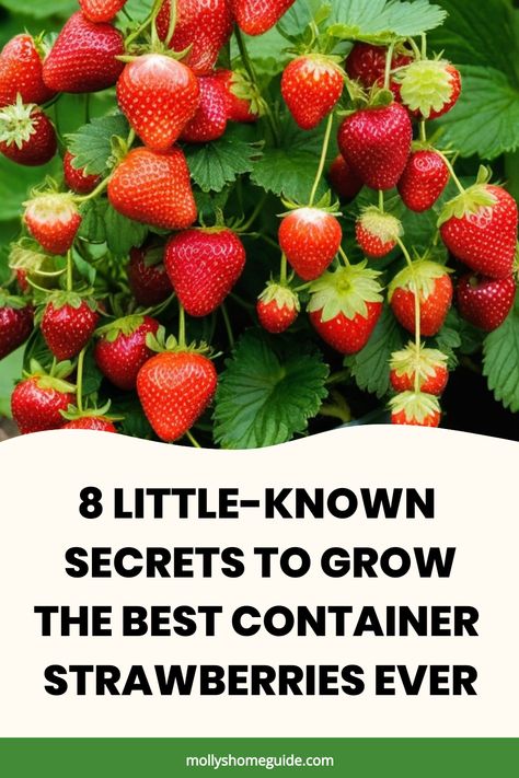 Discover the secrets of growing strawberries in containers with our easy-to-follow guide! Learn how to create the perfect environment for your strawberries to thrive, right on your own patio or balcony. Follow our step-by-step instructions and tips for caring for your container-grown strawberries from planting to harvest. Whether you're a gardening enthusiast or just starting out, this tutorial will help you achieve a bountiful strawberry harvest in any space. Start growing your own delicious an Strawberry Container Garden, Strawberry Containers Ideas, Container Strawberries, Grow Strawberries In Containers, Strawberry Board, How To Plant Strawberries, Potted Strawberry Plants, Growing Strawberries Vertically, Strawberry Growing