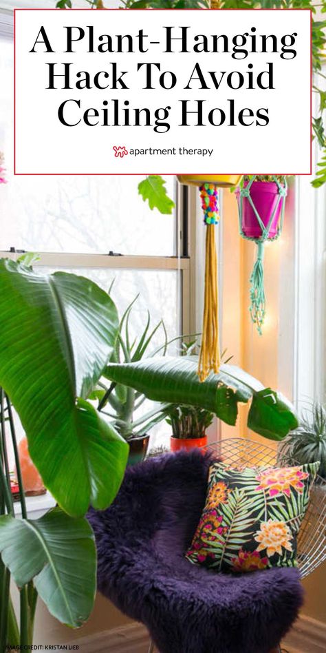 Can't drill holes in your ceiling? Here's a temporary and inexpensive way to hang your planters. #houseplants #plantfilledhomes #indoorgarden #hangingplanters #planters #planthacks #plantcare Hang Plants From Ceiling, Renter Friendly Decorating, Indoor Garden Apartment, Hanging Indoor Plants, Plant Apartment, Tattoo Plant, Plant Hooks, Living Room Plants, Hanging Plants Indoor