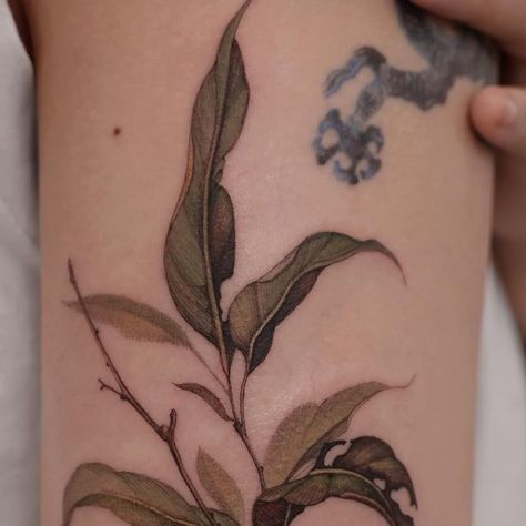 Oak Leaves Tattoo, Oak Leaf Tattoos, Olive Tattoo, Leaves Tattoo, Tattoo 2024, Tattoo Women, Dry Leaf, Oak Leaves, Tattoos Ideas