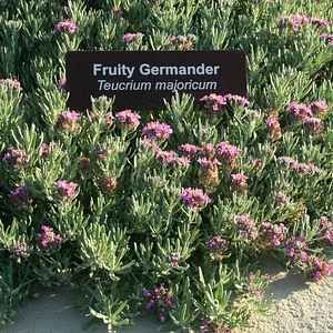 Teucrium cossonii at San Marcos Growers Teucrium Cossonii, Backyard Planting, Desert Gardens, Mediterranean Climate, Garden Fun, Desert Garden, Plant Images, Drought Tolerant Plants, Plant List