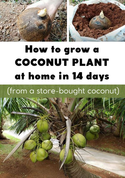 How to Grow a Coconut Plant at Home in 14 Days (from a store-bought coconut) - Gardaholic.net Growing Coconut Tree In Pot, How To Grow Coconut, Grow Coconut Tree, How To Grow Coconut Tree, Growing Coconut Tree, Florida Food Forest, Indoor Fruit Trees, Coconut Plant, One With The Earth