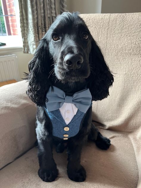 Male Dog Wedding Attire, Wedding Dog Ring Bearer, Suit Harness, Dog Ring Bearer, Ring Bearer Dog, Grooms Suit, Tweed Wedding Suits, Dog Suit, Dog Ring