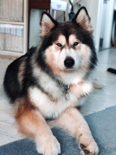 Sable Husky, Cute Big Dogs, Native American Indian Dog, American Indian Dog, Malamute Husky, Deadly Animals, Sled Dogs, Malamute Dog, Pretty Dogs