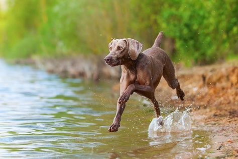 Hunting Dogs Breeds, German Dog Breeds, Weimaraner Puppies, Akc Breeds, Bluetick Coonhound, Weimaraner Dogs, Terrier Breeds, Best Dog Food, Bird Dogs