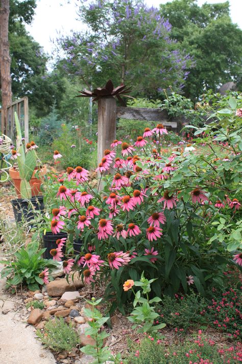 Houston Native Plants, Gardening In Houston Texas, Texas Sage Companion Plants, Houston Landscaping Ideas, Texas Butterfly Garden, Texas Flower Garden, Coneflower Landscaping, Texas Landscaping Ideas, Texas Native Plants Landscaping