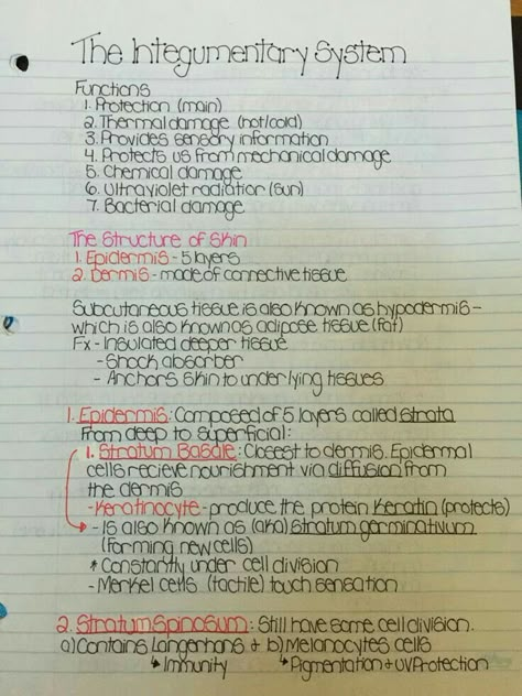 Pharmacist Notes, Integumentary System Notes, College Drawing, Enrolled Nurse, Medical Terminology Study, Online College Classes, Human Physiology, Human Biology, Integumentary System