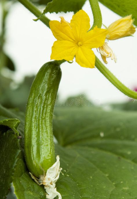 Cucumber Photography, Sparkling Water Drinks, Cucumber Flower, Scientific Drawing, Flower Blooming, Cucumber Plant, Flower Image, Silhouette Drawing, Botanical Tattoo