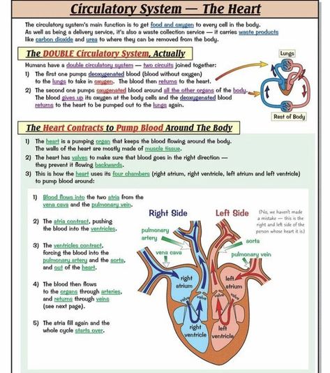 Hacks For School, Learn Biology, Biology Revision, Study Biology, Basic Anatomy And Physiology, Nurse Study Notes, Nursing Student Tips, Biology Facts, Medical Student Study