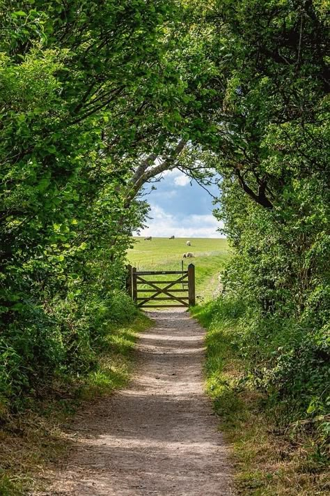 Country Living Uk, Country Scenes, Dirt Road, English Countryside, Green Trees, Pilgrimage, Country Life, Country Living, Nature Pictures