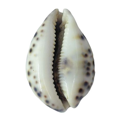 Shell Reference Photo, African Shells, Cowrie Shell Tattoo, Shell Reference, Seashell Icon, Shell Png, Art Coursework, Cowry Shell, Image Collage