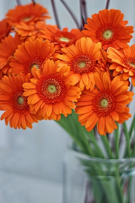 .................. Jean Wedding, Orange Gerbera, Crab Apples, October Flowers, Gerbera Flower, Fleur Orange, Gerber Daisies, Gerbera Daisy, Crab Apple