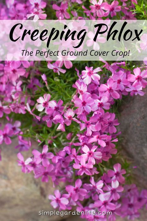 Plants Lining Sidewalk, Crawling Flowers Outdoor, Moss Phlox Garden, Trailing Plants For Shade, Cascading Perennial Plants, Cascading Ground Cover, Creeping Flox Perennials, Ground Cover Flowers Full Sun, Landscape Ground Cover Ideas