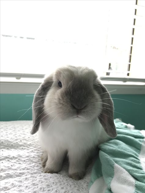 Seal point mini lop bunny, Frankie Grey Lop Bunny, French Lop Bunny, Pickle Painting, Mini Lop Bunny, Bunny Care Tips, Mini Lop Bunnies, Mini Lop Rabbit, Funny Bunny Videos, Holland Lop Bunnies