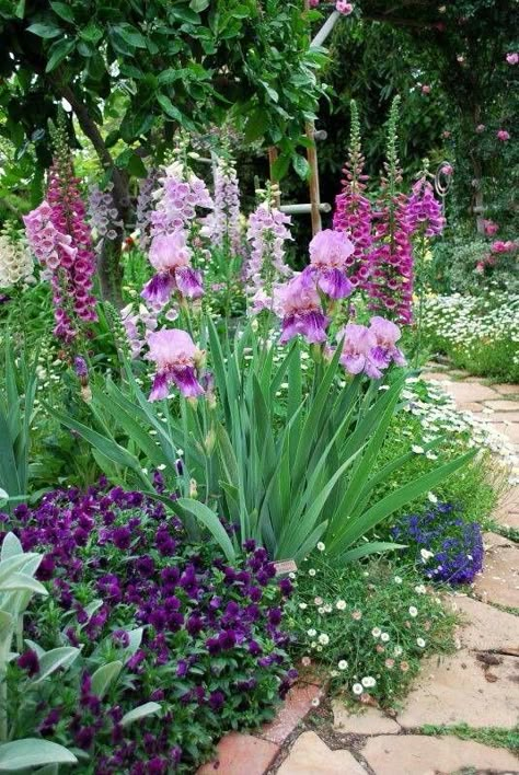 Iris & foxglove Gladioli, Have Inspiration, The Secret Garden, Garden Borders, Garden Boxes, Gorgeous Gardens, Garden Cottage, Country Gardening, English Garden