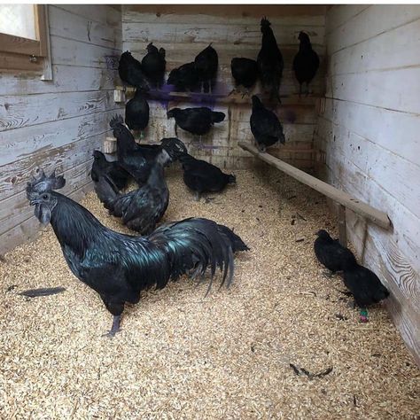 Black Farm Animals, Ayam Cemani Chicken, Scientific Theories, Ayam Cemani, Chickens Farm, Rooster Breeds, Automatic Chicken Coop Door, Black Chicken, Chicken Barn