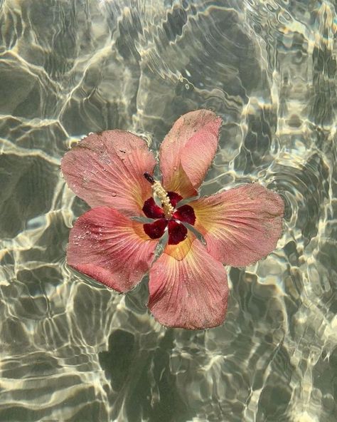 Tropical Beaches Aesthetic, Tropical Green Aesthetic, Flowers In Hawaii, Summer Tropical Aesthetic, Summer Photo Aesthetic, Summer Island Aesthetic, European Beach Aesthetic, Blue Tropical Aesthetic, Beach Asethic