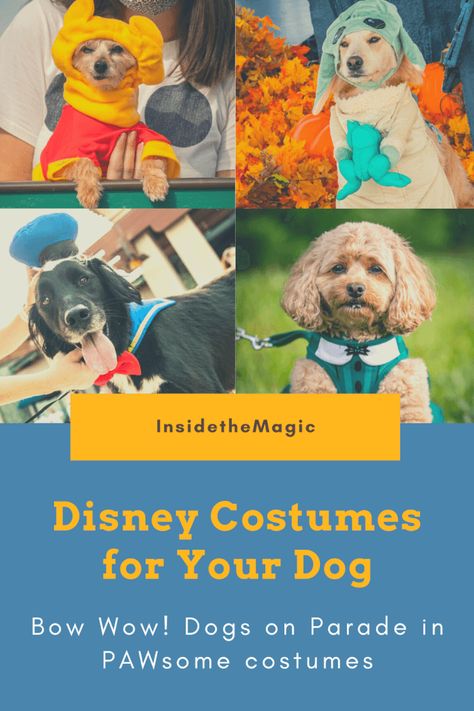 Pooches on Parade at Disney Springs Best Disney Costumes, Disney Dog Costume, Spirit Disney, Disney World Aesthetic, Dapper Dogs, Retro Disney, Disney Halloween Costumes, Disney Dogs, Disney Bound Outfits