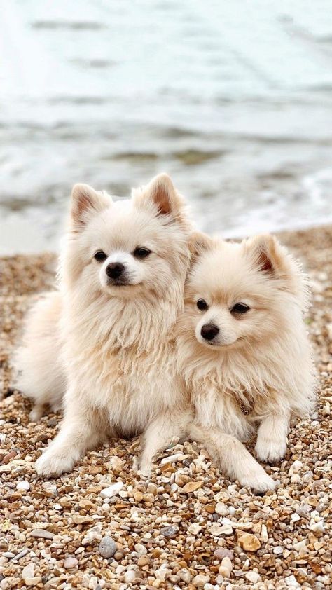 Agility Exercises, Cool Dog Tricks, Cute Puppy Wallpaper, Spitz Dogs, Cute Pomeranian, Really Cute Dogs, Baby Animals Pictures, Train Your Dog