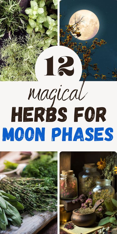 in this blog post we explore 12 herbs that correspond to all four moon phases. Use them for moon rituals, potion making, crafting amulets,... Moon Herbs Witchcraft, Herbs For New Moon, New Moon Herbs, Herbs For Full Moon, Full Moon Food, Spoonie Witch, Full Moon Herbs, Witchcraft Recipes, Beaver Full Moon