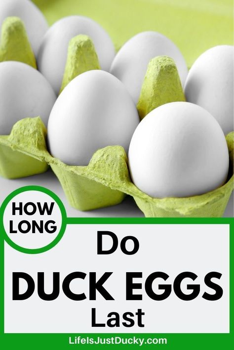 Duck Egg Recipe Ideas, Recipes Using Duck Eggs, Ducks Vs Chickens, Duck Raising, Raising Ducklings, Egg Chart, Backyard Chickens Diy, Khaki Campbell Ducks, Duck Care