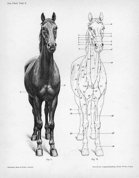 Reference Pictures | Shoestring Stable Horse Heads, Horse Sketch, Horse Anatomy, Animal Study, Anatomy For Artists, Horse Drawing, Horse Drawings, Horse Sculpture, Anatomy Drawing