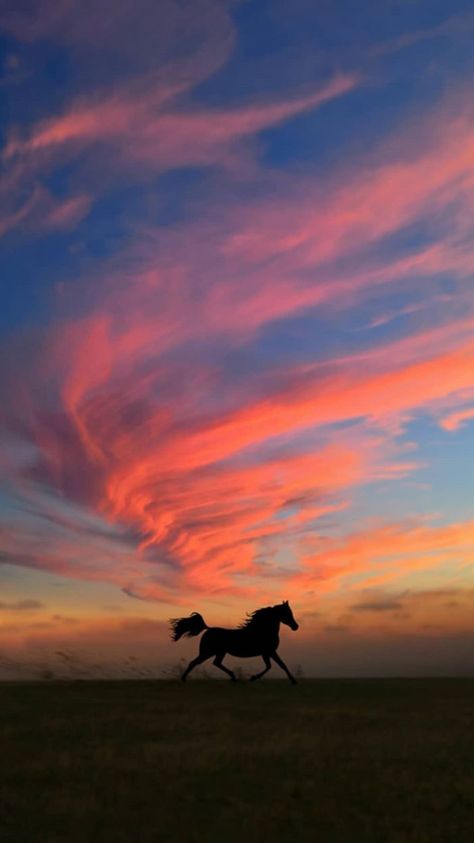 Horse Backgrounds Wallpapers, Aesthetic Horse Riding, Southern Aesthetic, Horse Background, Wild Horses Photography, Country Backgrounds, Cool Nike Wallpapers, Palomino Horse, Horse Wallpaper