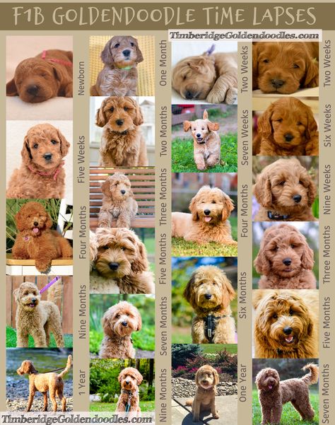 Goldendoodle Full Grown, Goldendoodle Mini, Goldendoodle Names, Bernadoodle Puppy, Mini Goldendoodles, Goldendoodle Haircuts, Red Goldendoodle, Goldendoodle Miniature, Goldendoodle Grooming