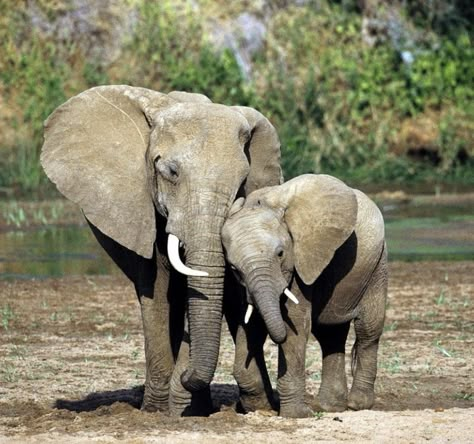 Elephant Art Drawing, Mom And Baby Elephant, Mother And Baby Elephant, Elephant Photography, Ivory Trade, Happy Elephant, Elephant Sanctuary, Elephant Lover, Elephant Love