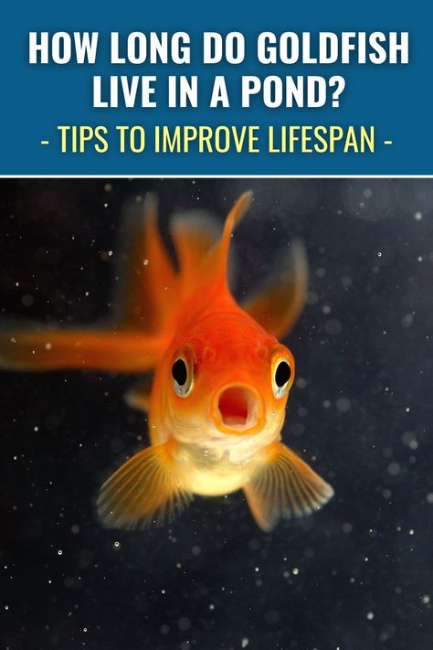 Goldfish can live for over 10 years in an indoor aquarium, but how long do they live in a pond? We look at the life expectancy of goldfish in an outdoor pond and cover a few tips to improve their lifespan. Indoor Aquarium, Floating Pond Plants, Mosquito Larvae, Goldfish Pond, Outdoor Ponds, Pond Liner, Pond Pumps, Natural Pond, Pond Life